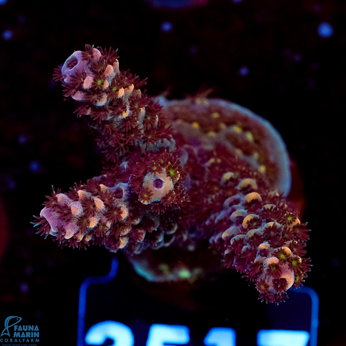 FMC Acropora Aussi Frag