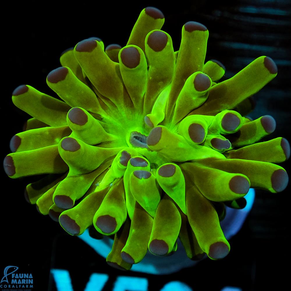 FMC Euphyllia paraancora Bicolor V