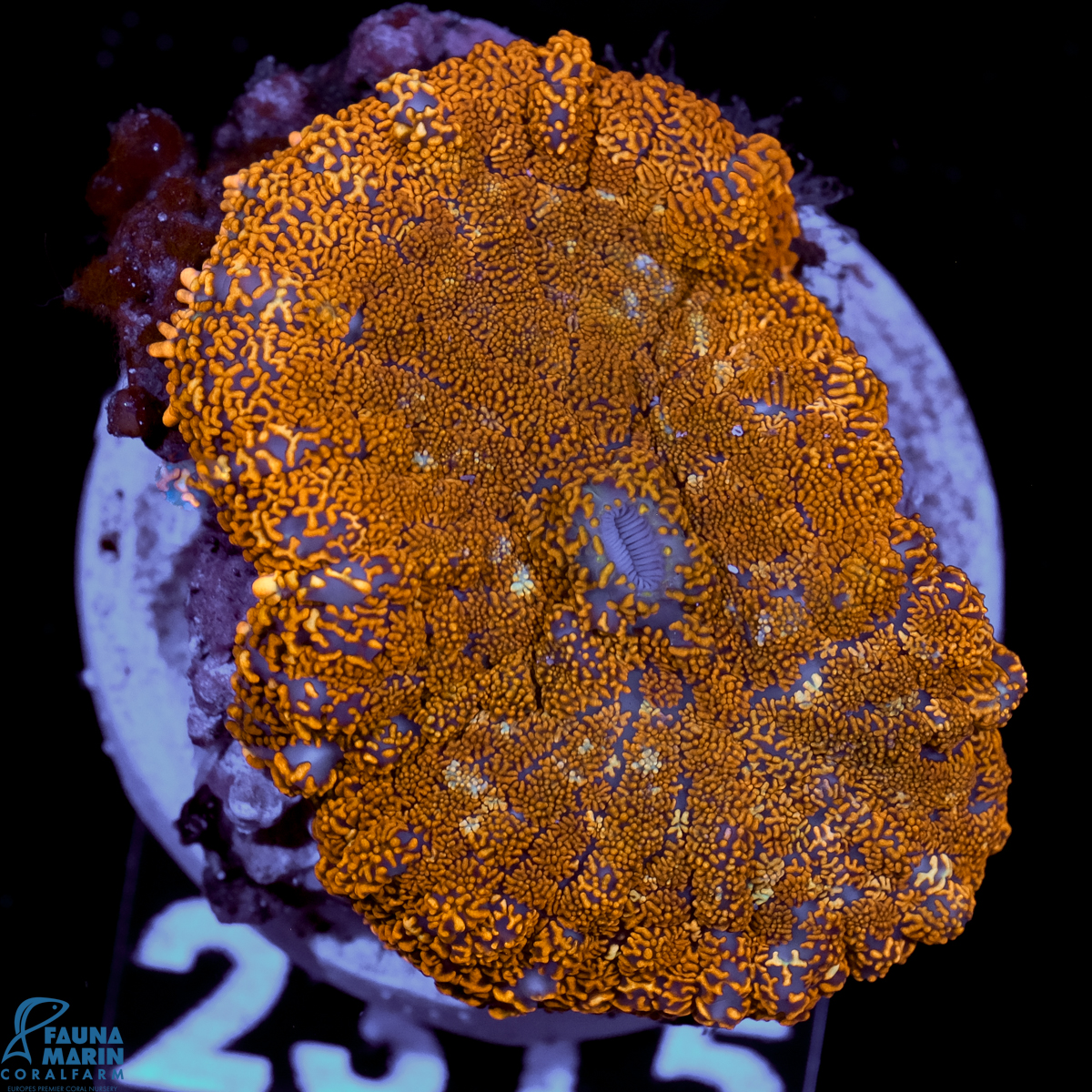 FMC Rhodactis Orange Sprinkles