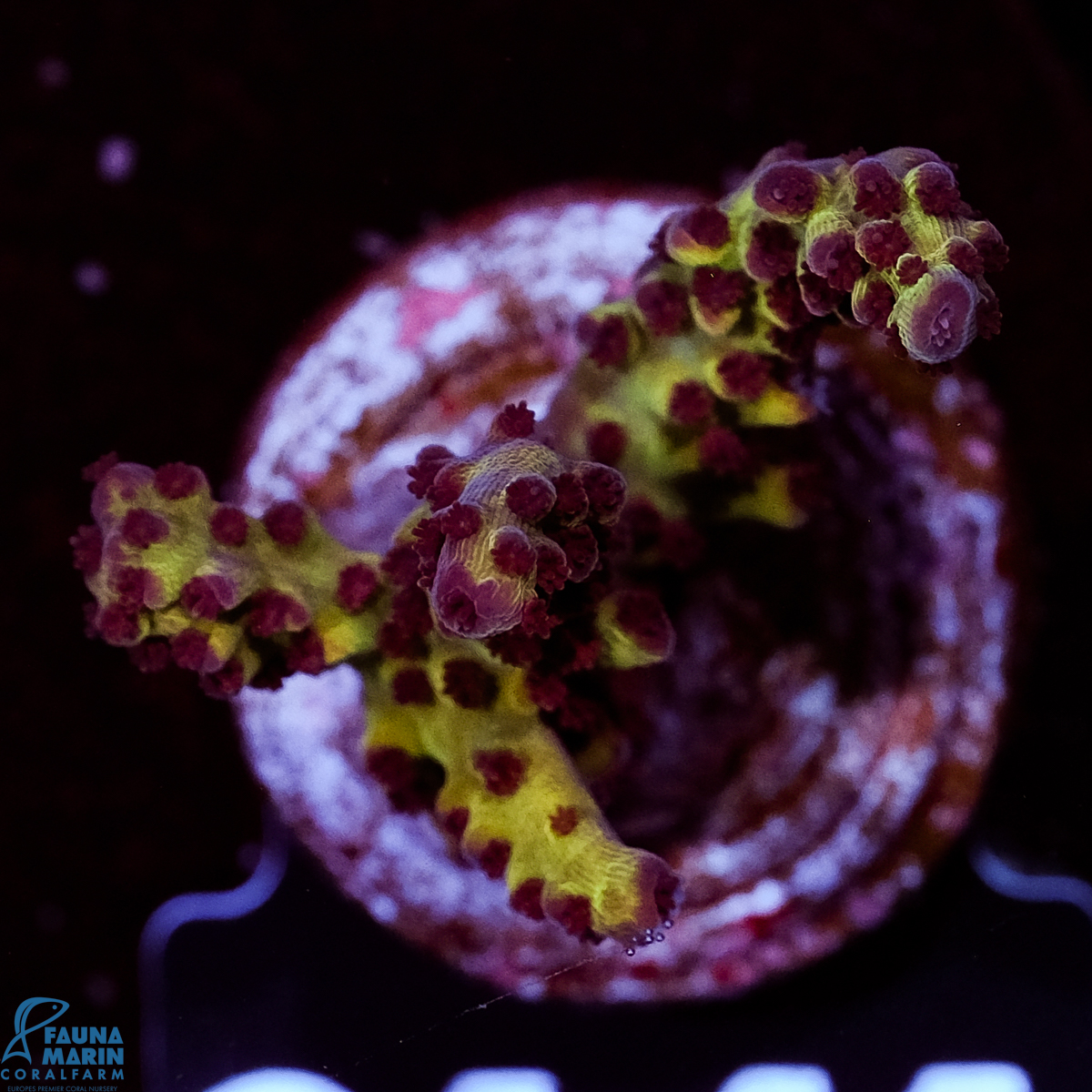 FMC Acropora rosetip