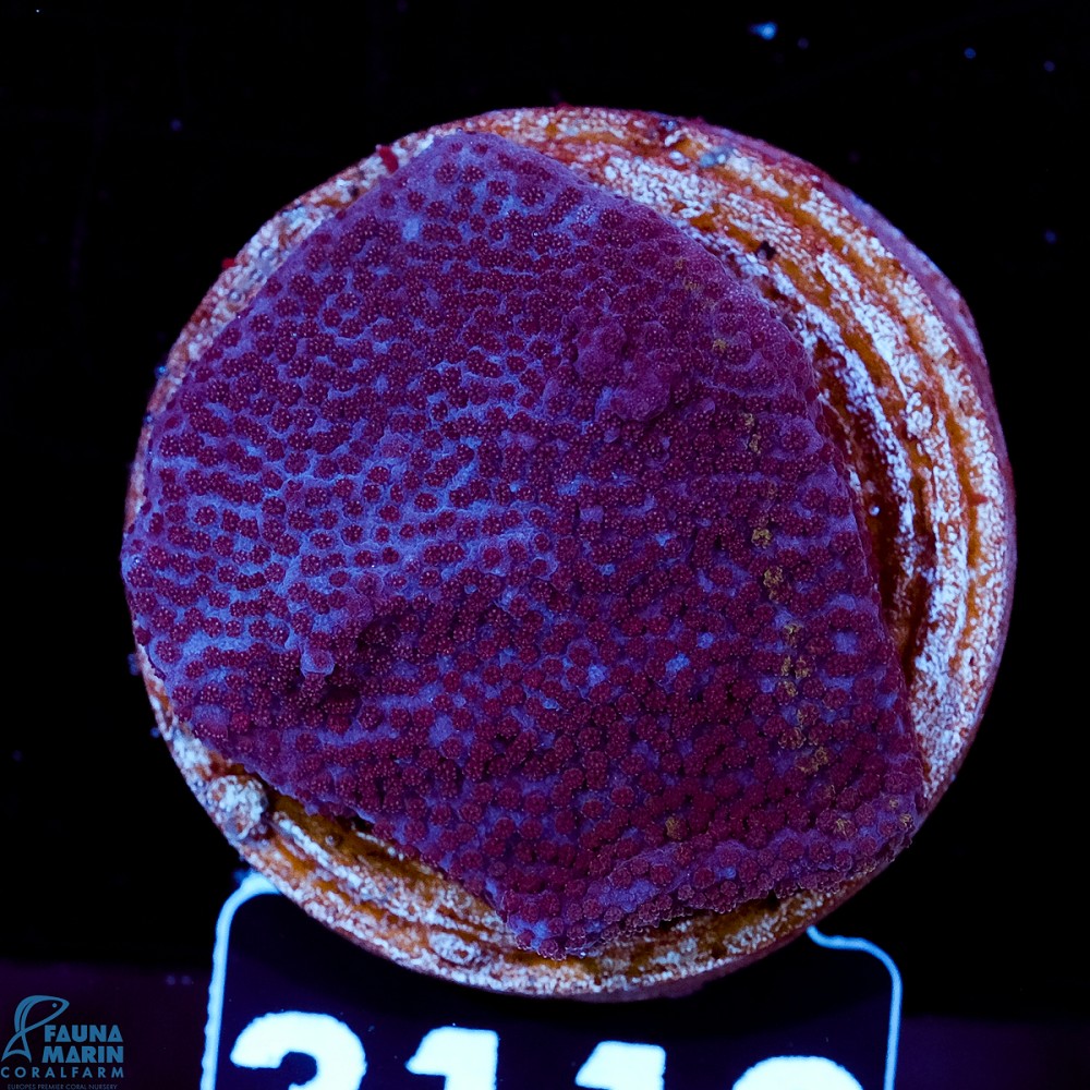 FMC Montipora Purple