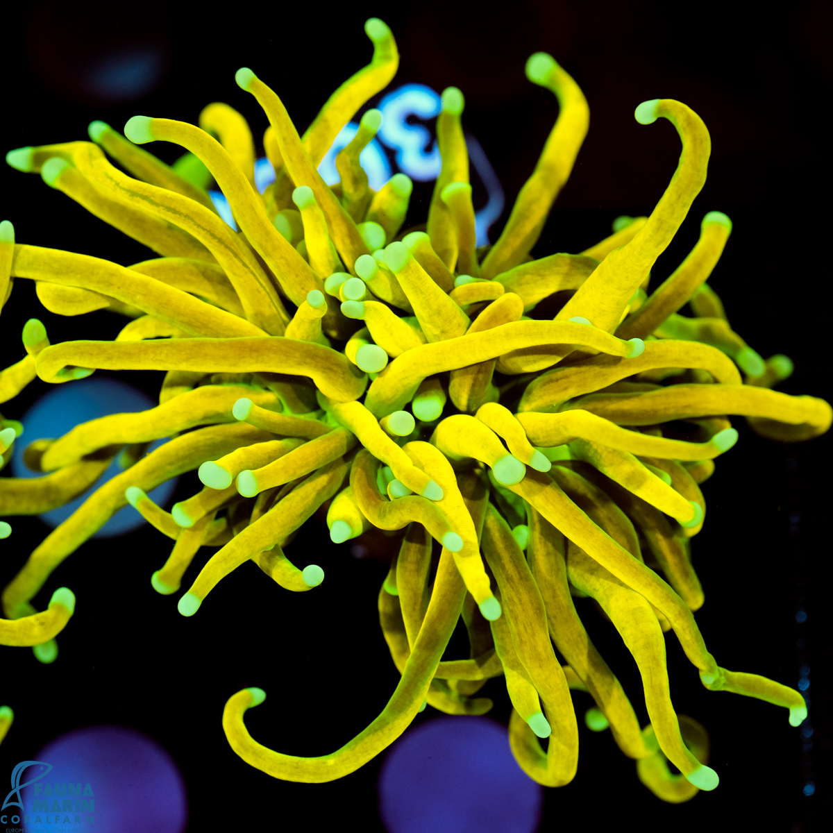 FMC Euphyllia glabrescens Angel Light