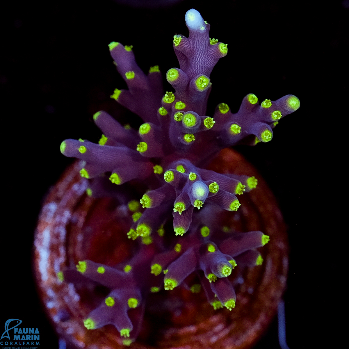 FMC Acropora carduus