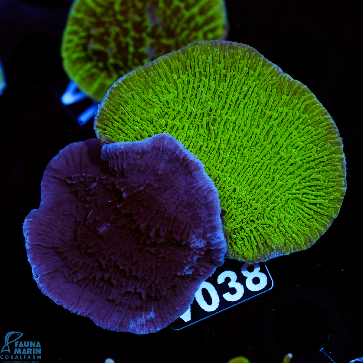 FMC Montipora Double V