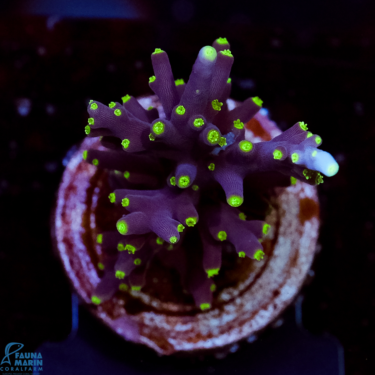 FMC Acropora carduus