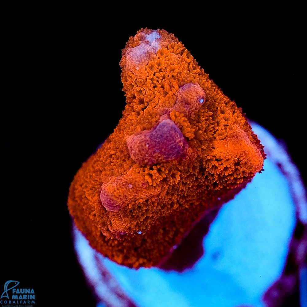 FMC Montipora digitata Red