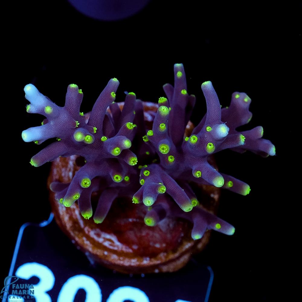 FMC Acropora carduus Pacman V