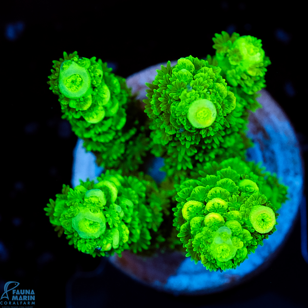 FMC Acropora tenuis Green