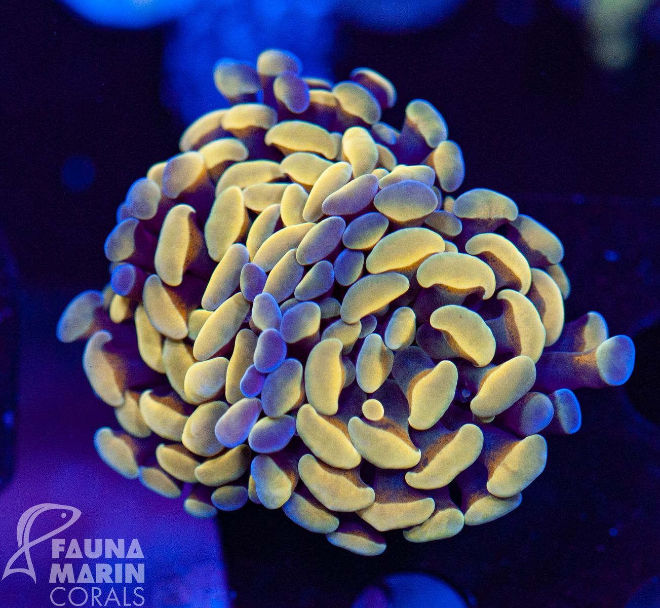 FMC Euphyllia baliensis Yellowish 1-2 Polypen V