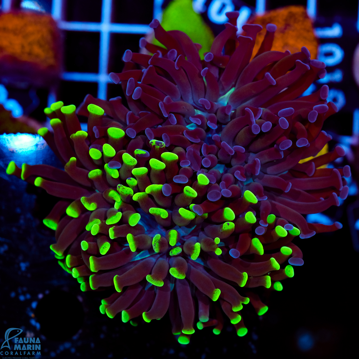 FMC Euphyllia Double