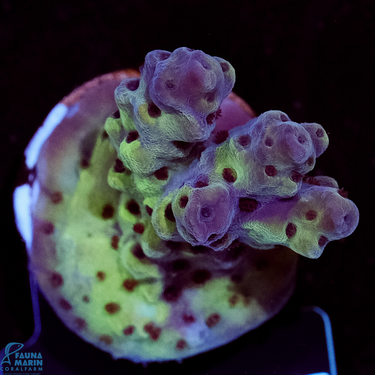 FMC Acropora sarmentosa