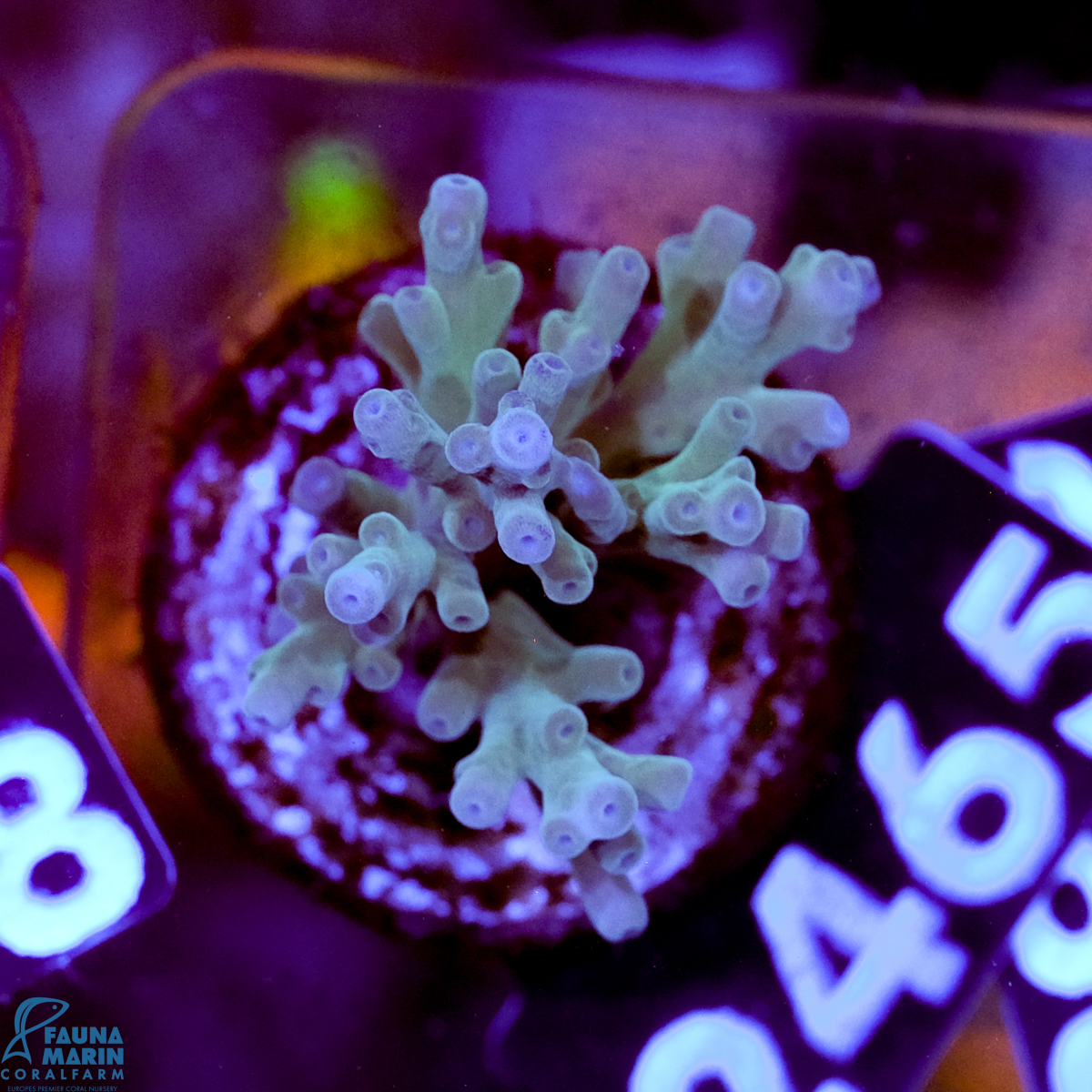 FMC Acropora echinata Shark Tank