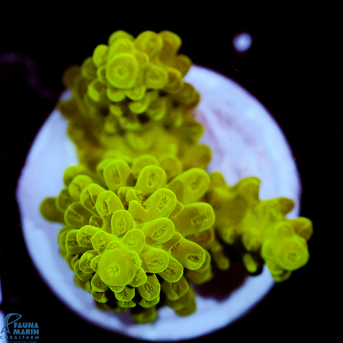 FMC Acropora Enzmann