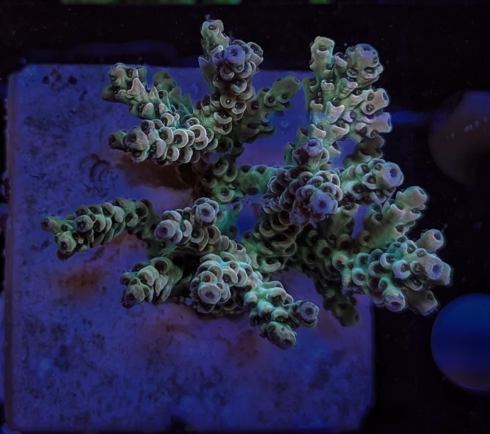 FMC Acropora selago