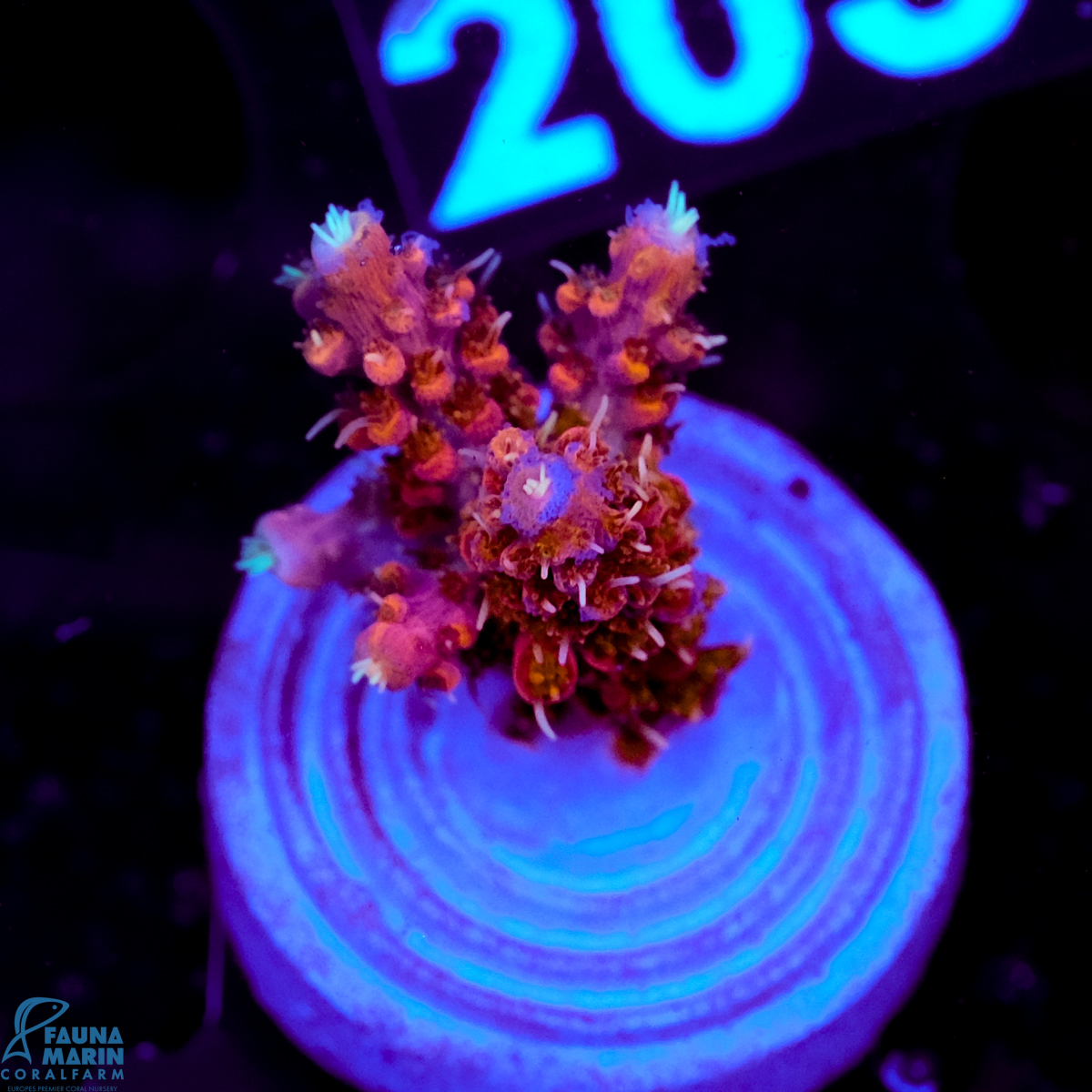 FMC Acropora Purple Rainbow