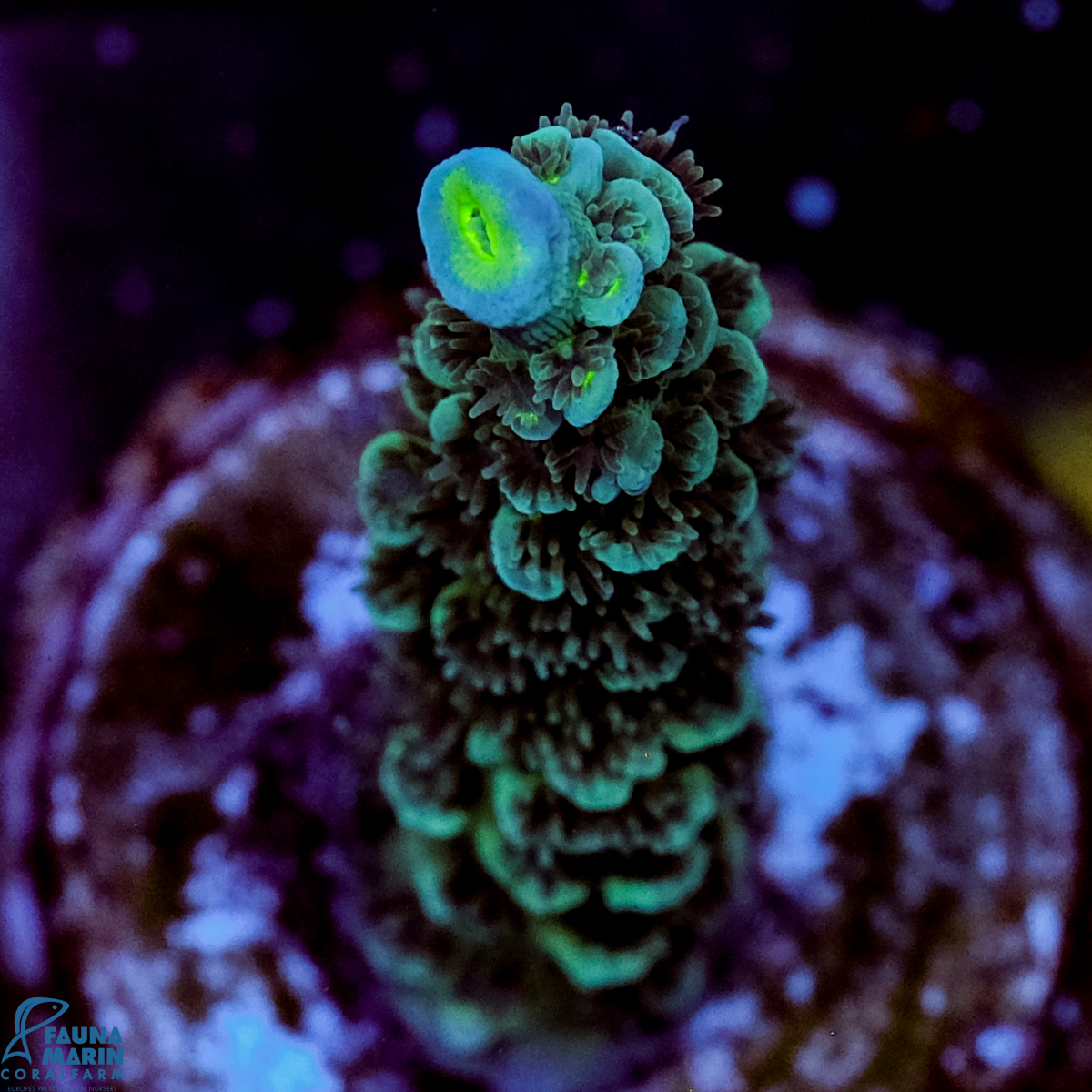 FMC Acropora tenuis Blue