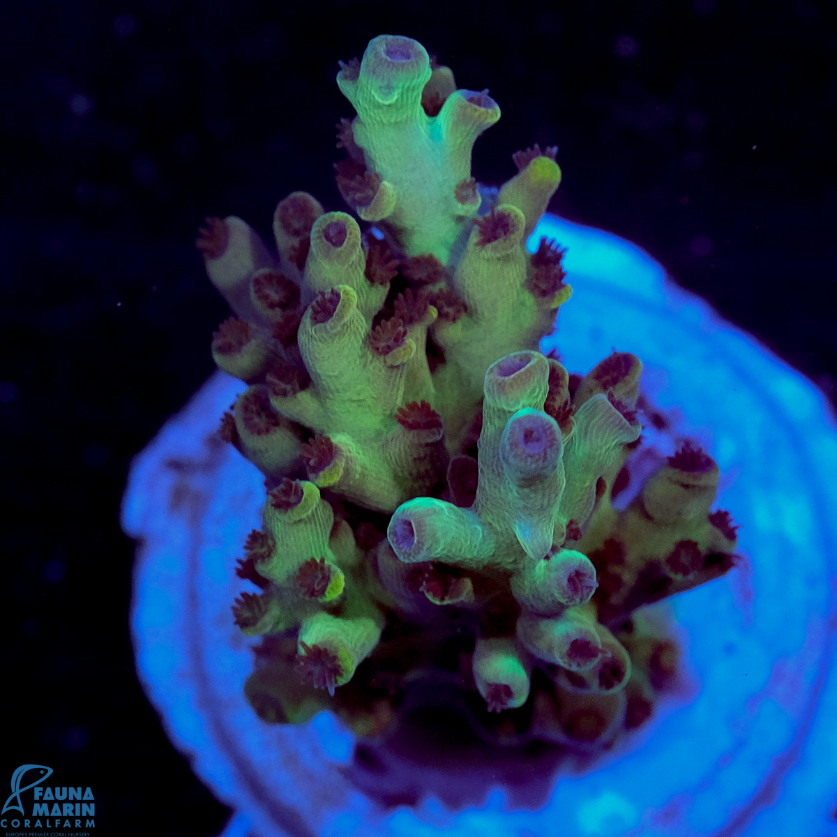 FMC Acropora Purple Polyp