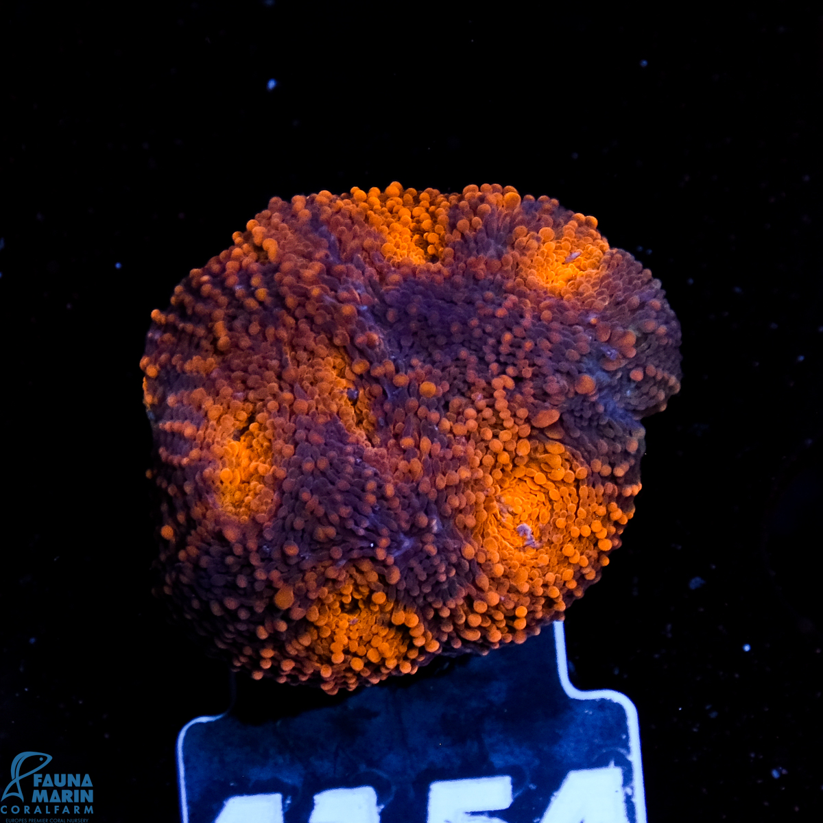 FMC Acanthastrea echinata Gold Treasure