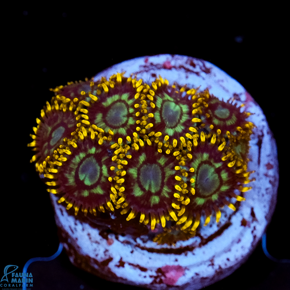 FMC Zoanthus Electric Daisy