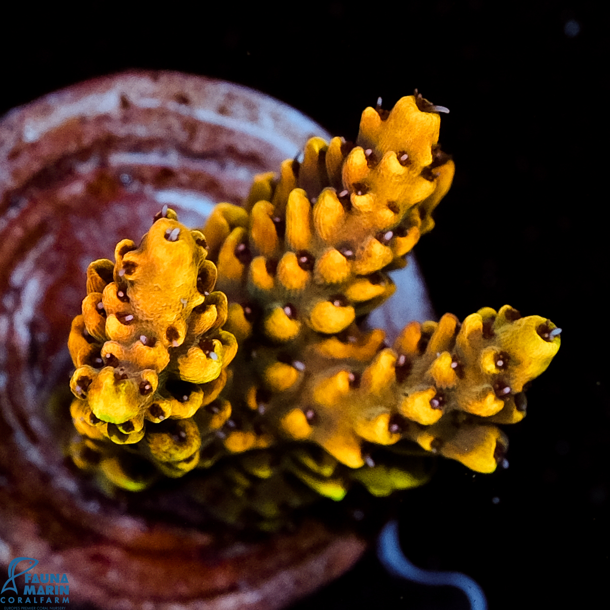 FMC Acropora Sunset