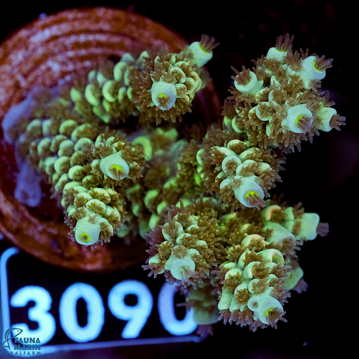 FMC Acropora tenuis Green