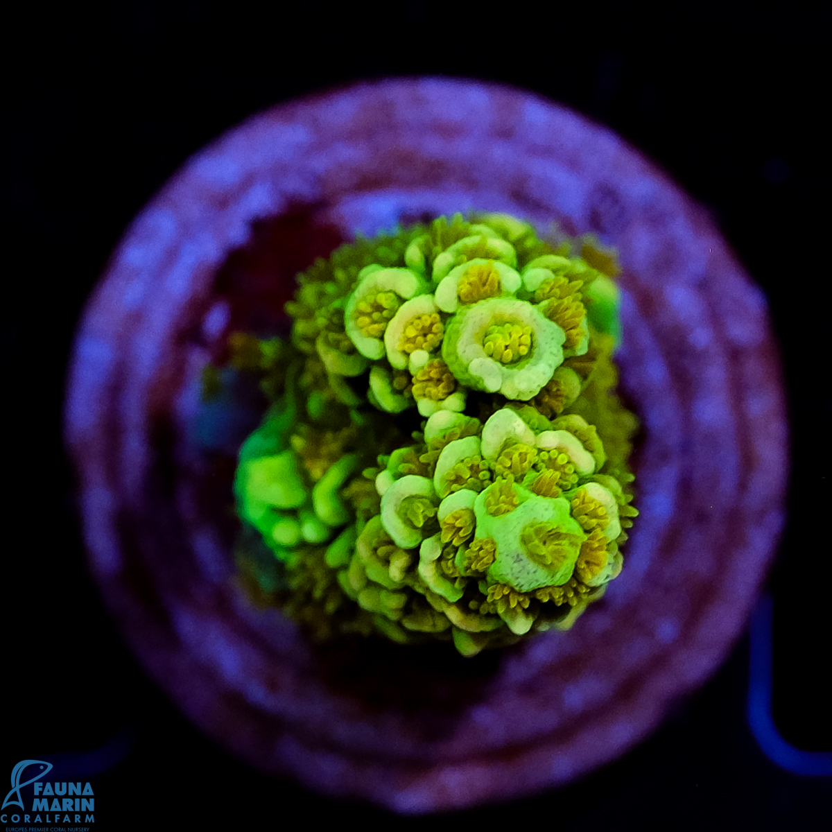 FMC Acropora tenuis Green