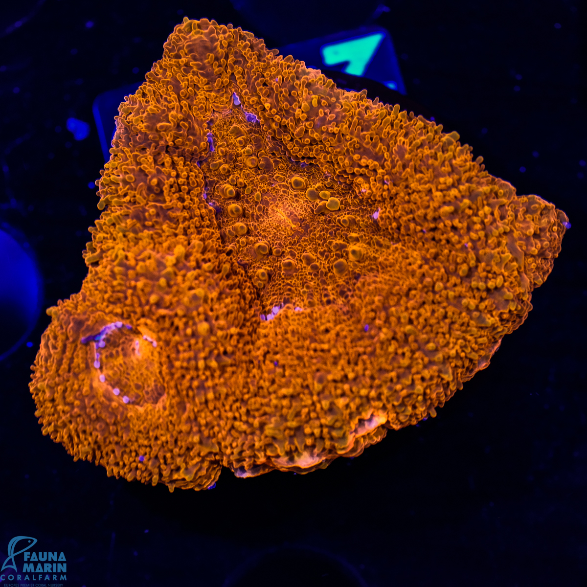 FMC Acanthastrea bowerbanki Red