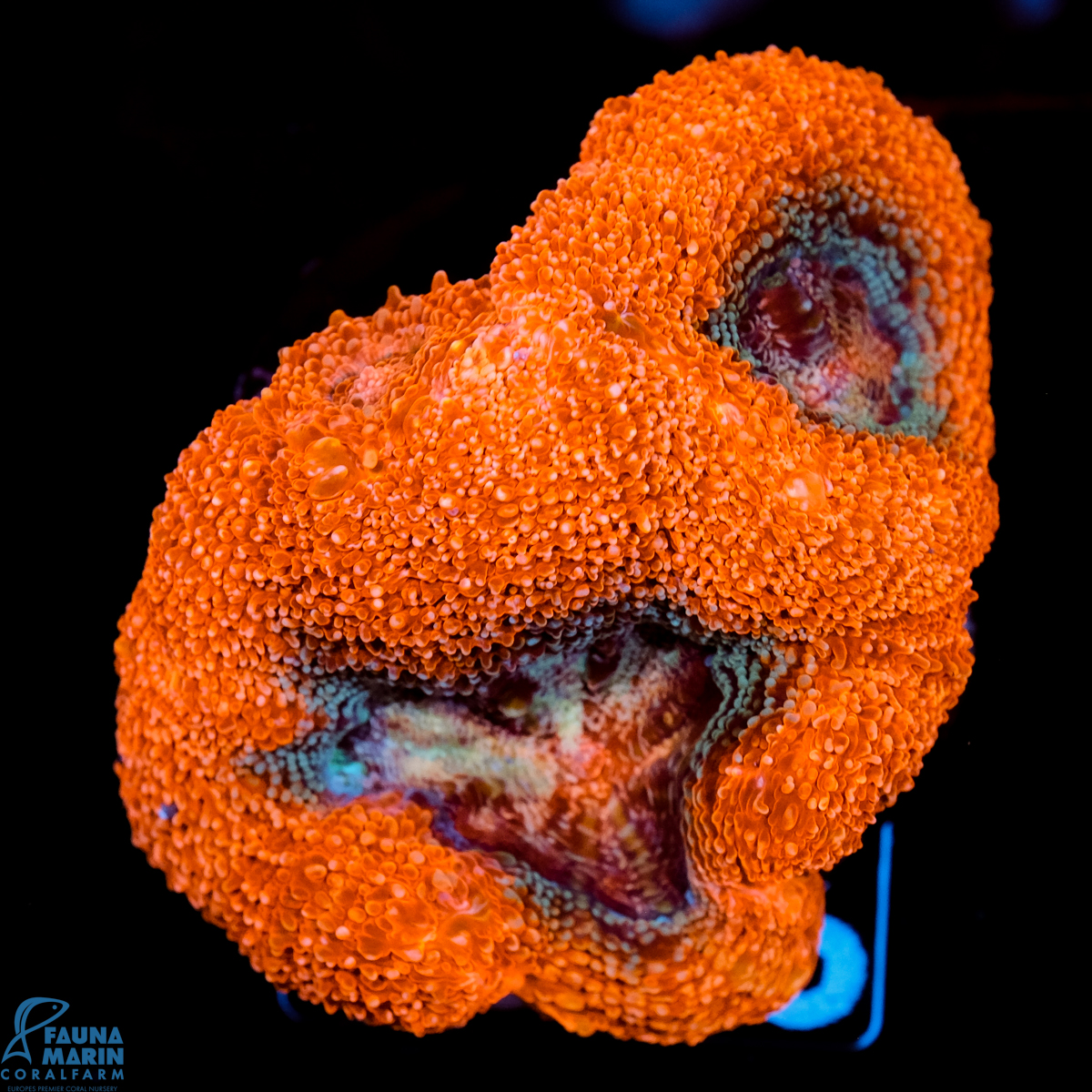 FMC Acanthastrea bowerbanki Red