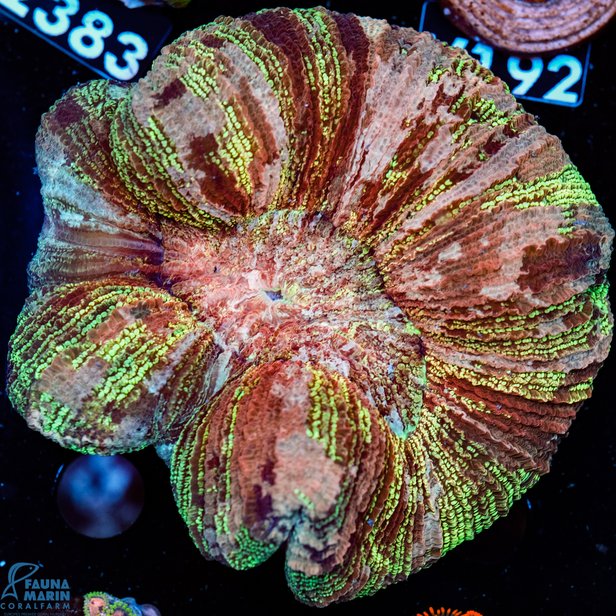 FMC Trachyphyllia Green