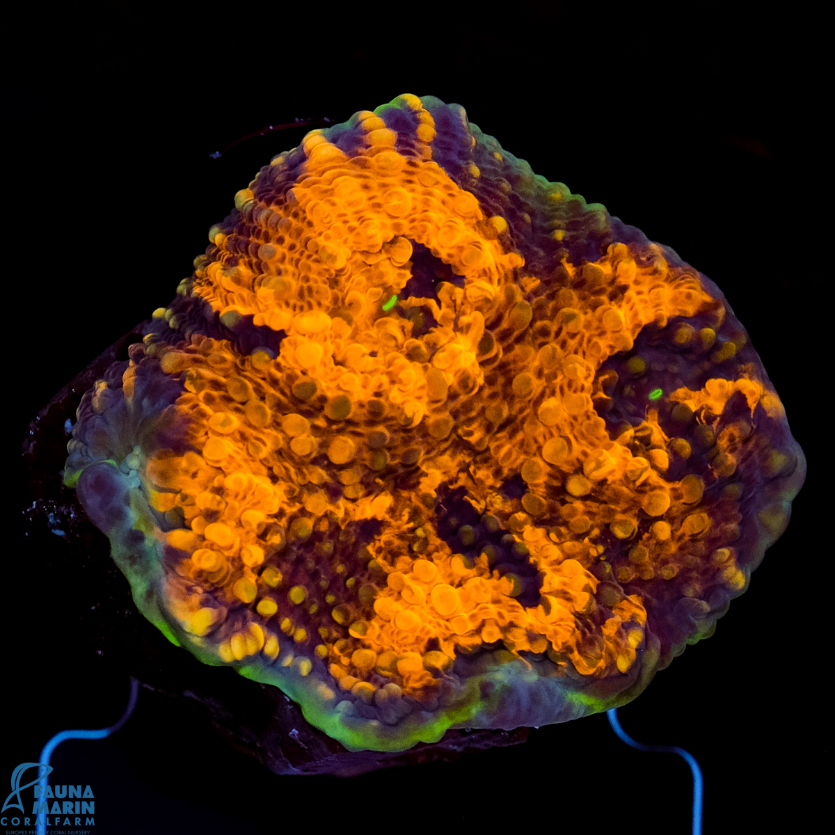 FMC Acanthastrea echinata Goldnugget grafted