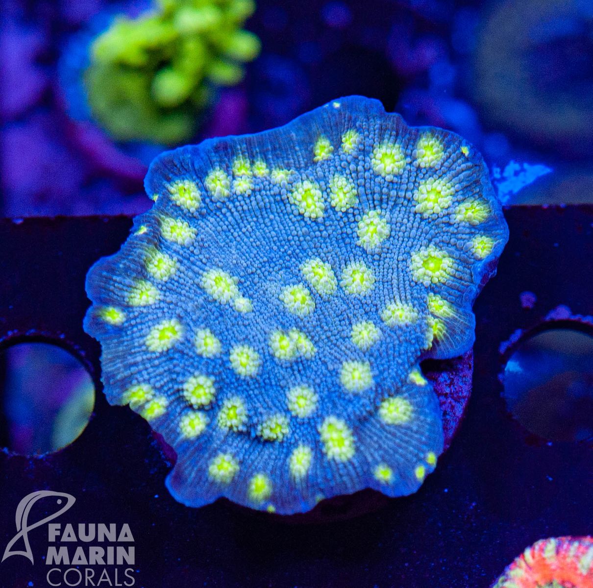 US Style Primefrags® Echinopora lamellosa Hollywood Stunner