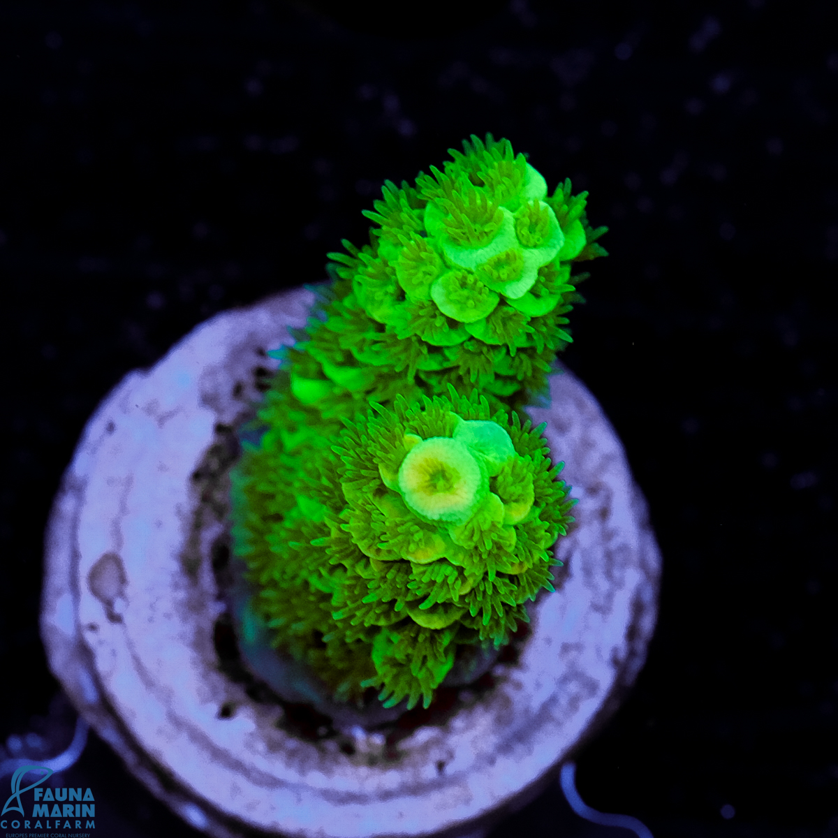 FMC Acropora tenuis Green