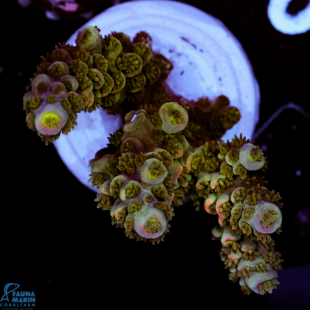 FMC Acropora tenuis Blue Pink Tips