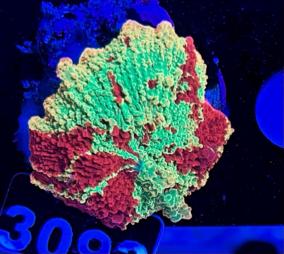 FMC Discosoma Jawbreaker