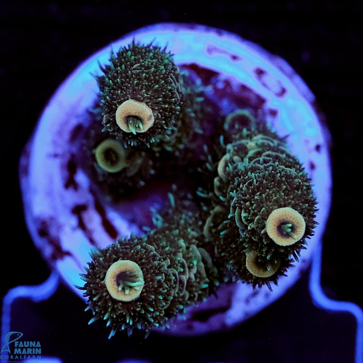 FMC Acropora millepora Nightcrawler