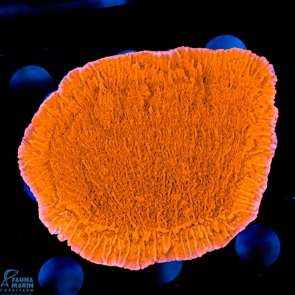 FMC Montipora Red