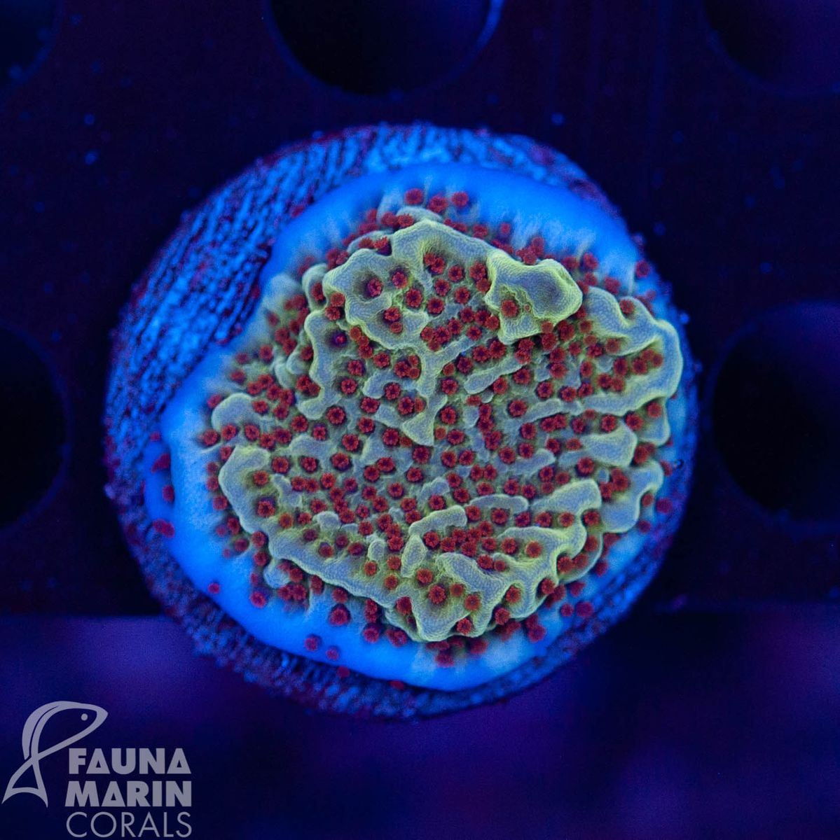 FMC Montipora undata Jedi Mind Trick V Ø ca. 3-4 cm