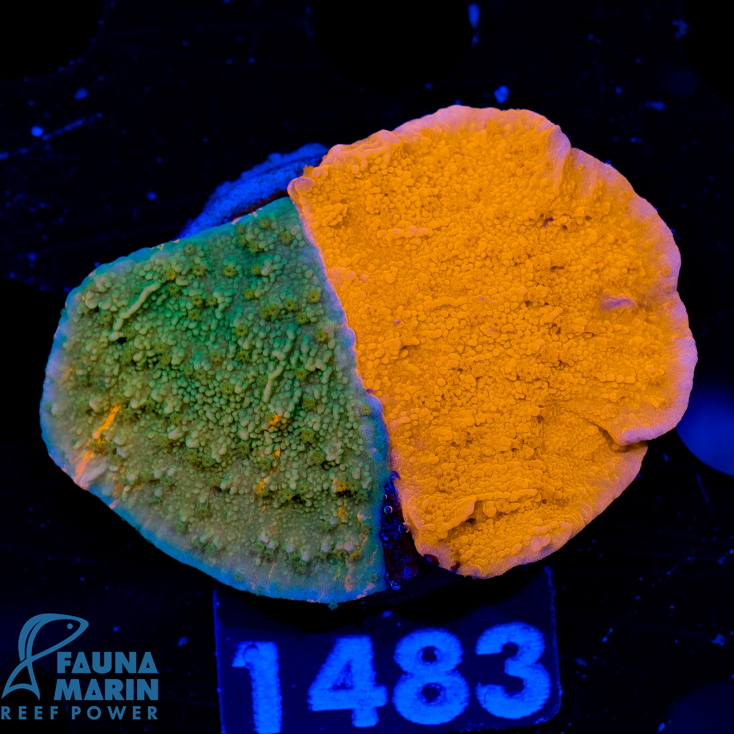 FMC Montipora double Green Grafted