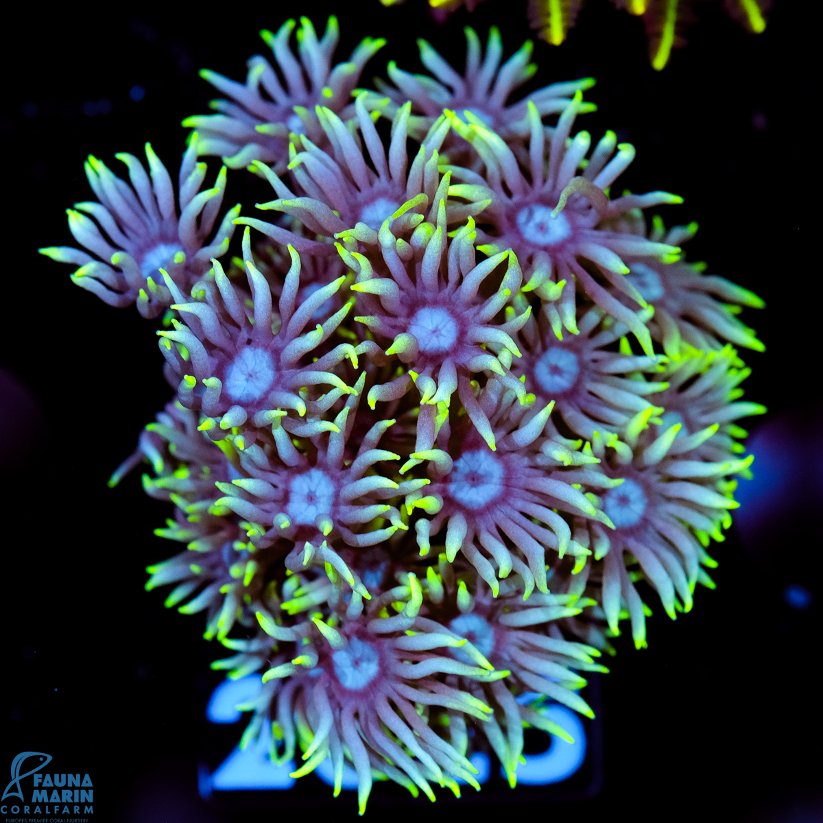 FMC Goniopora Neon Yellow Tip