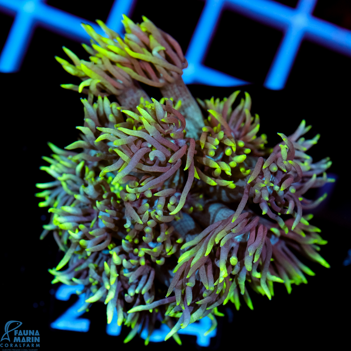 FMC Goniopora Neon Yellow Tip