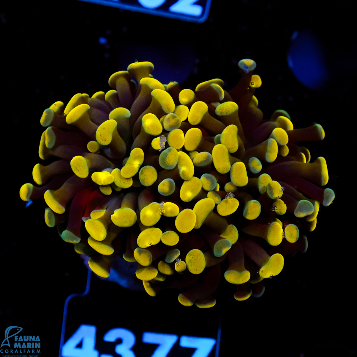 FMC Euphyllia baliensis Gold Nugget