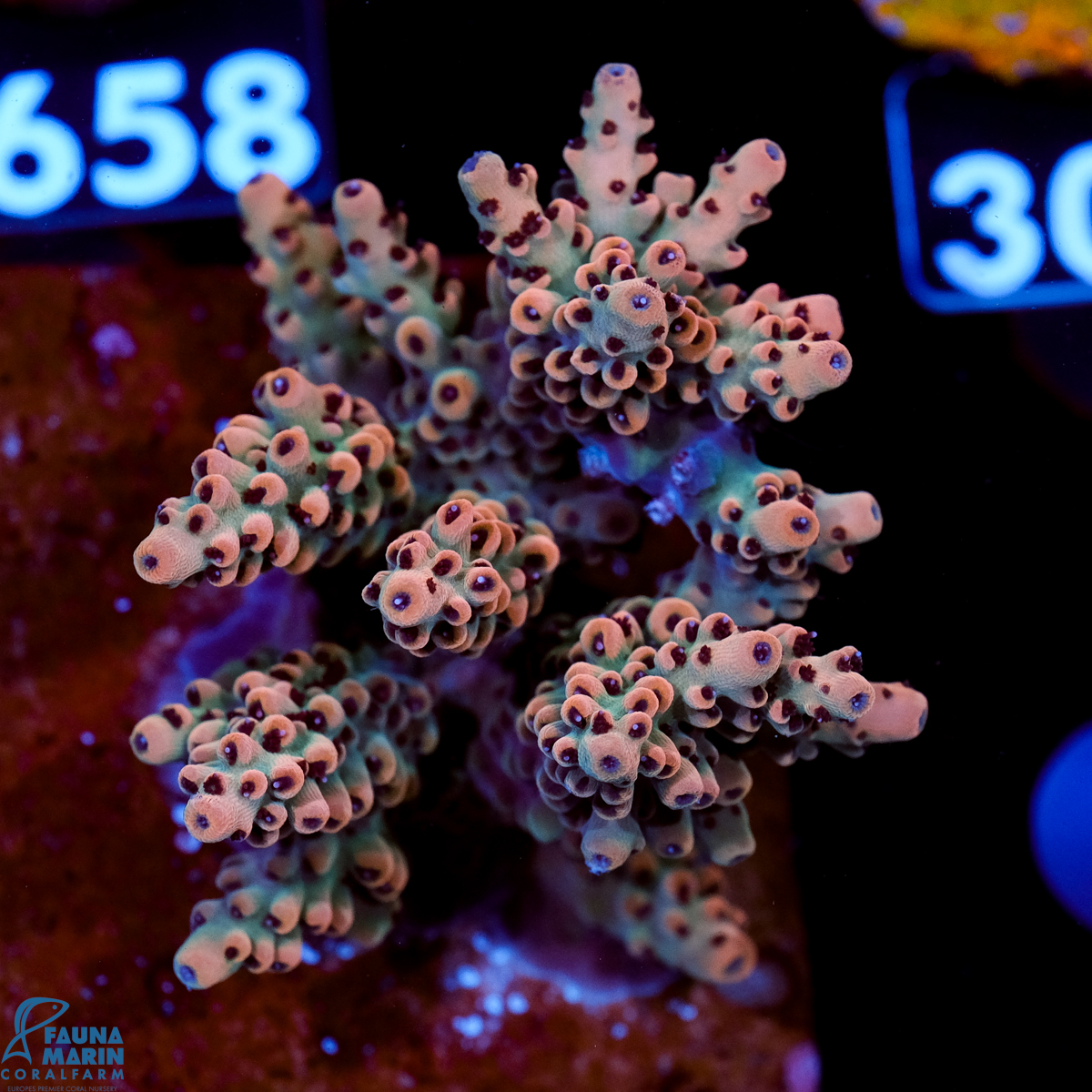 FMC Acropora digitifera