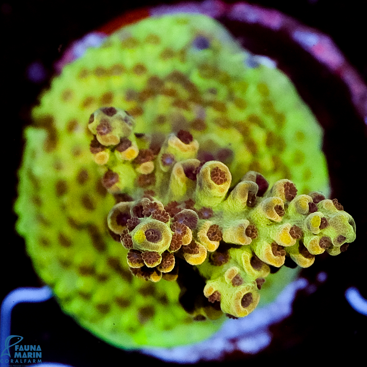 FMC Acropora insignis Jungle Orchid