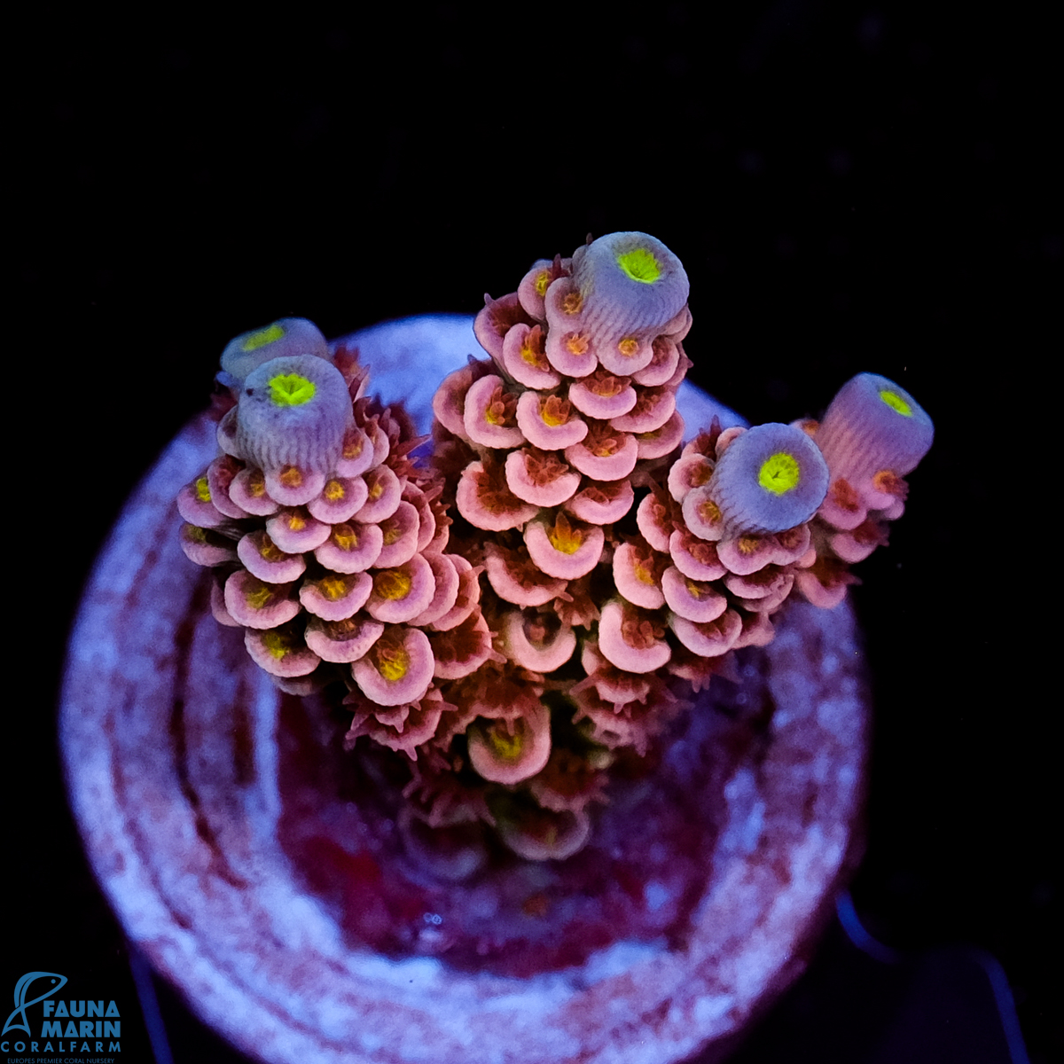 FMC Acropora tenuis Pink Power