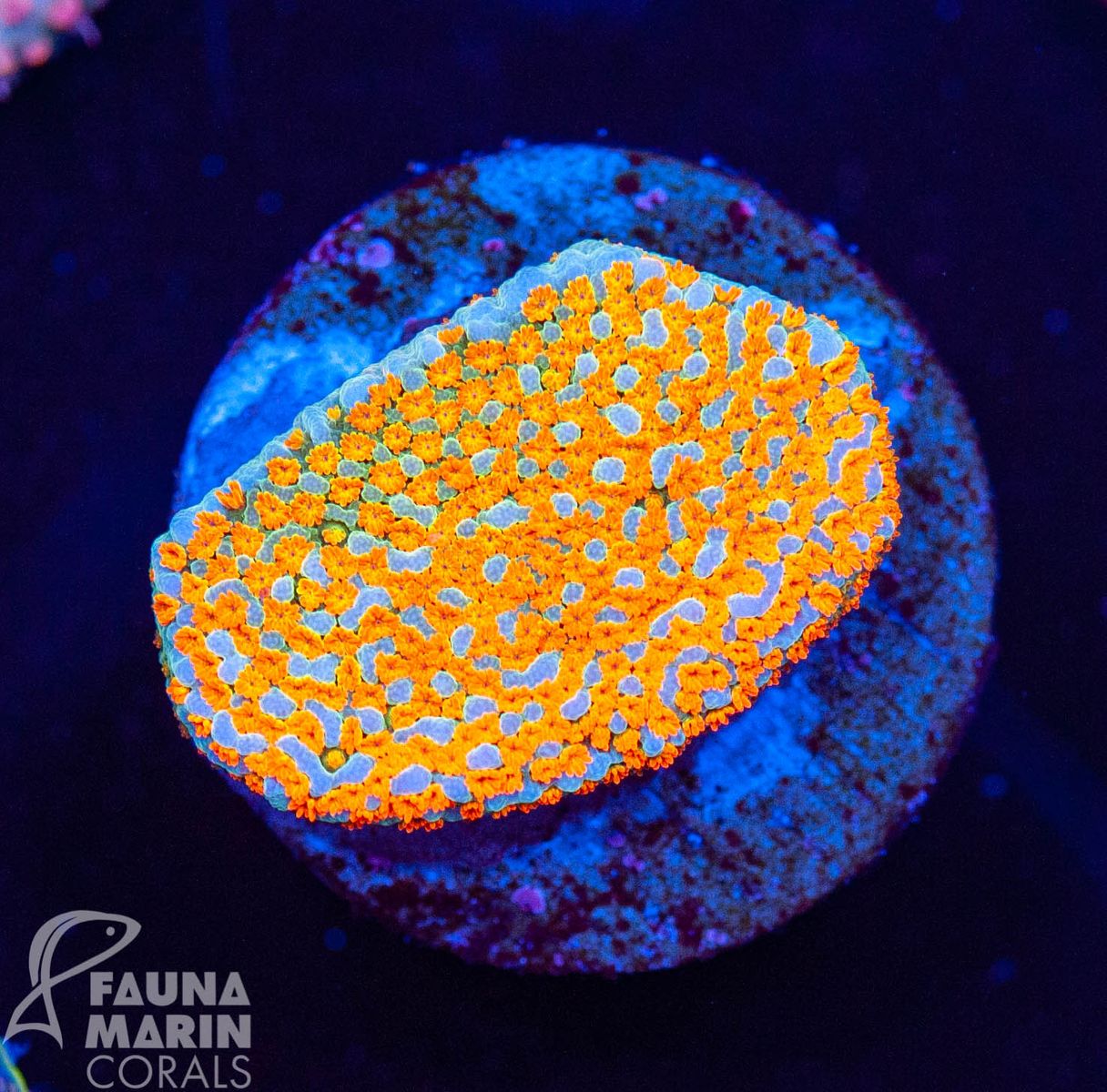 US Style Primefrags® Montipora Marvelous  V