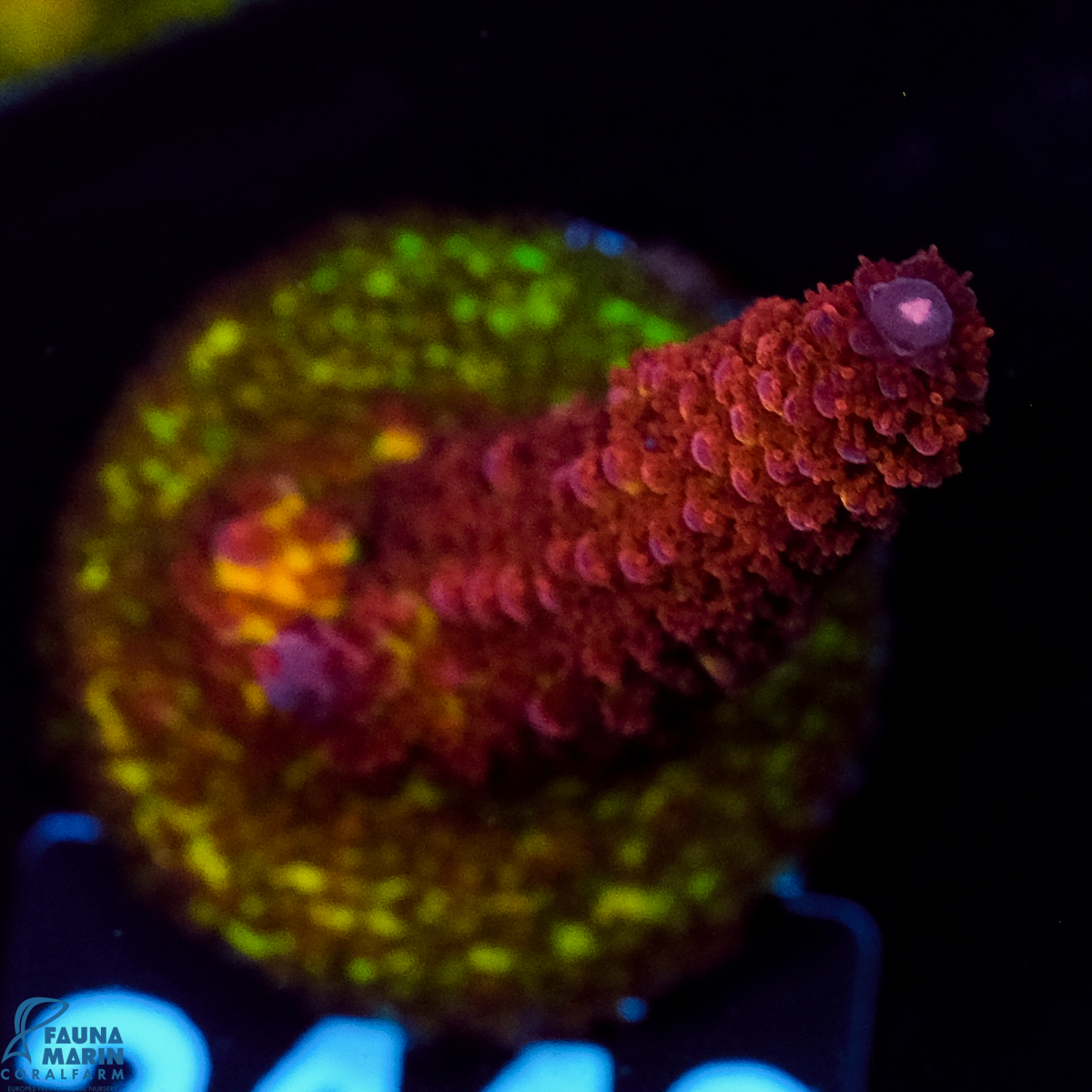 FMC Acropora PC Rainbow