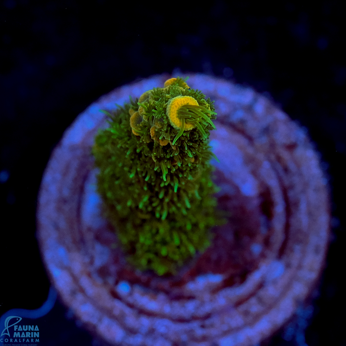 FMC Acropora millepora Green