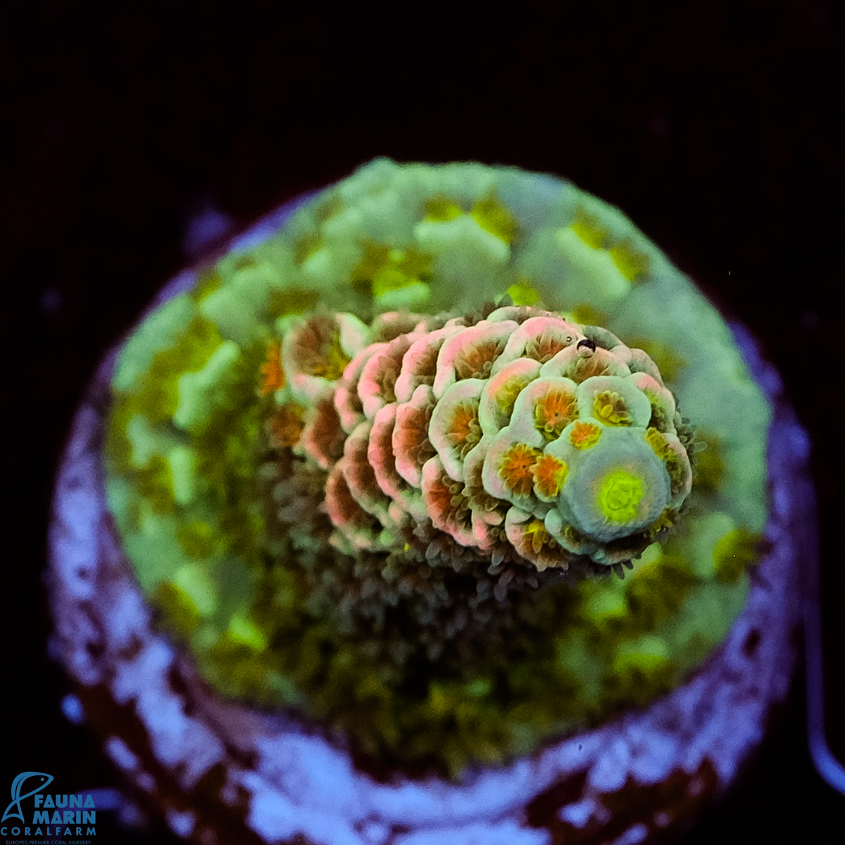 FMC Acropora tenuis Rainbow