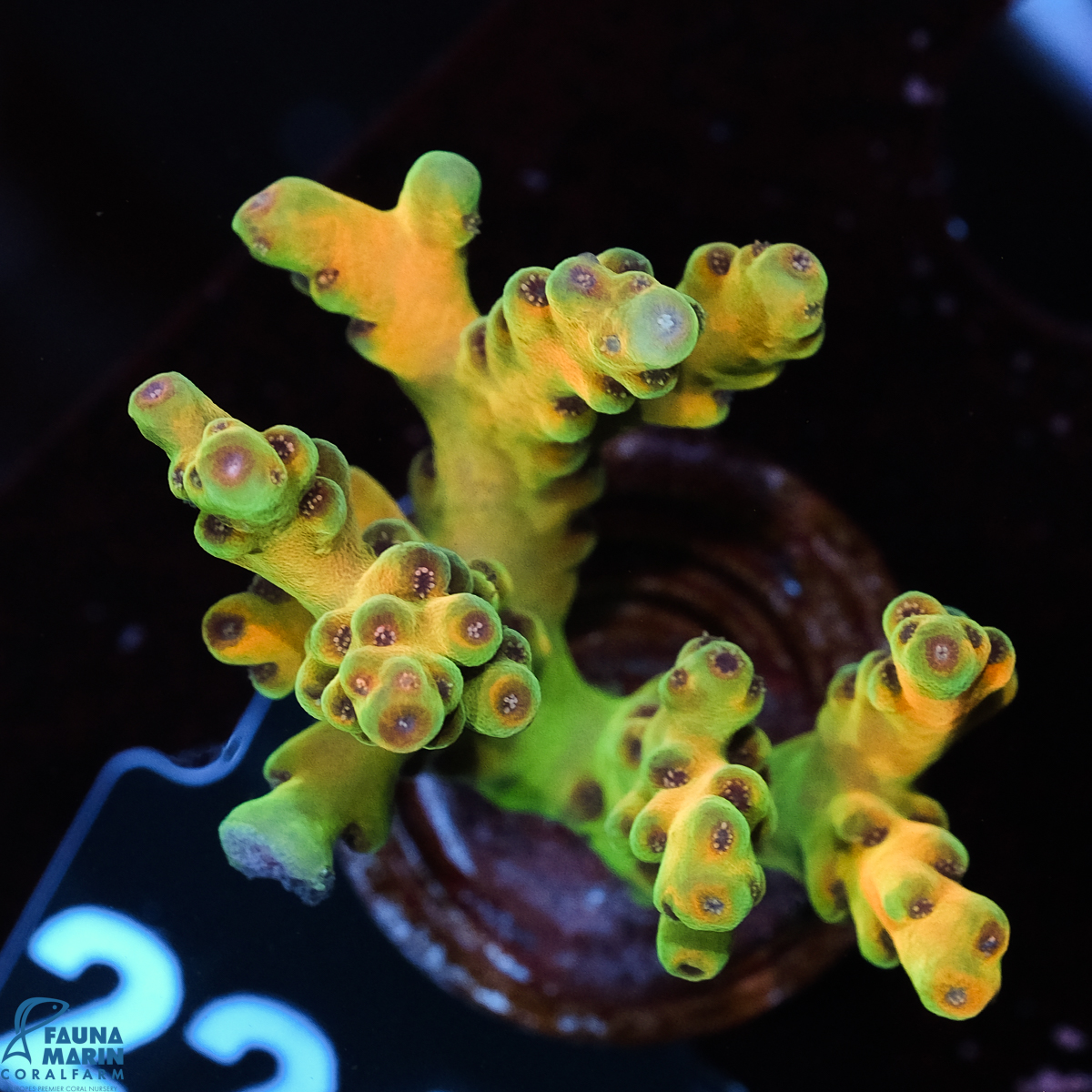 FMC Acropora Jaw Dropper