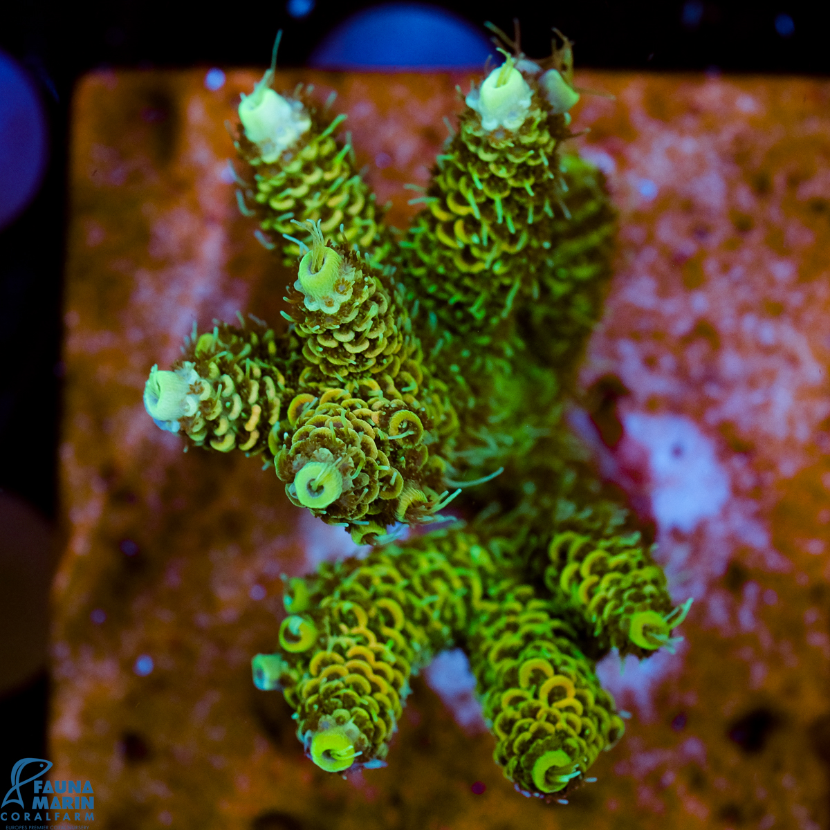 FMC Acropora millepora Green shine